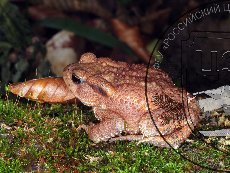 Жаба колхидская 002